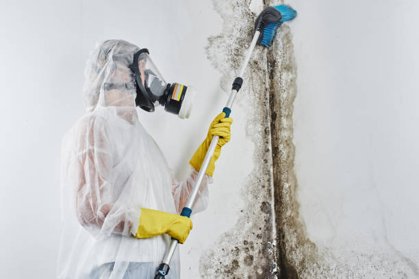 Best Water Damage Restoration  in Newhall, IA