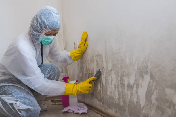 Office Mold Removal Services in Newhall, IA