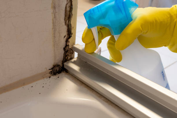 Best Certified Mold Removal  in Newhall, IA