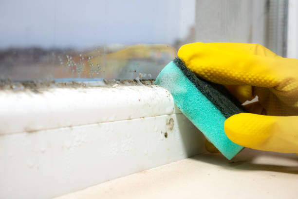 Best Affordable Mold Removal  in Newhall, IA