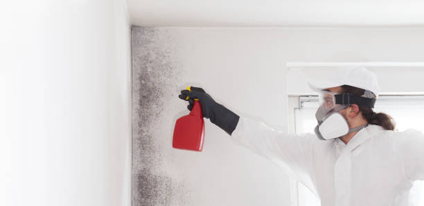 Best Mold Removal Near Me  in Newhall, IA