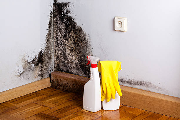 Professional Mold Removal in Newhall, IA