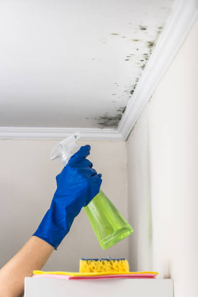 Best Mold Damage Repair  in Newhall, IA